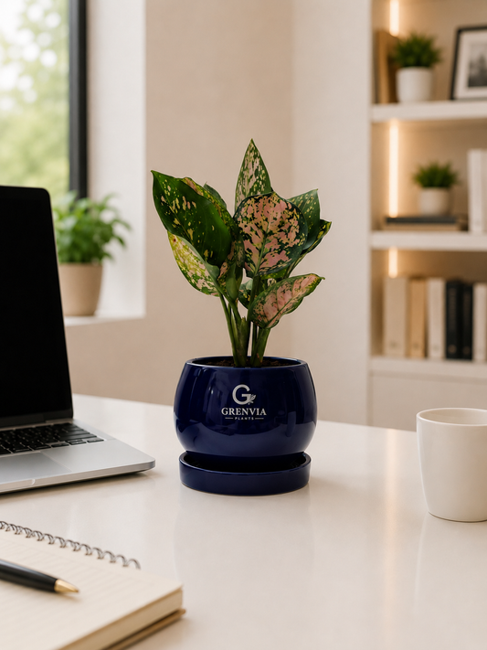 Aglonema Pink- Round Ceramic pot