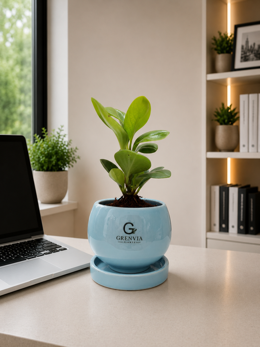 Peperomia-Green in Round ceramic planter