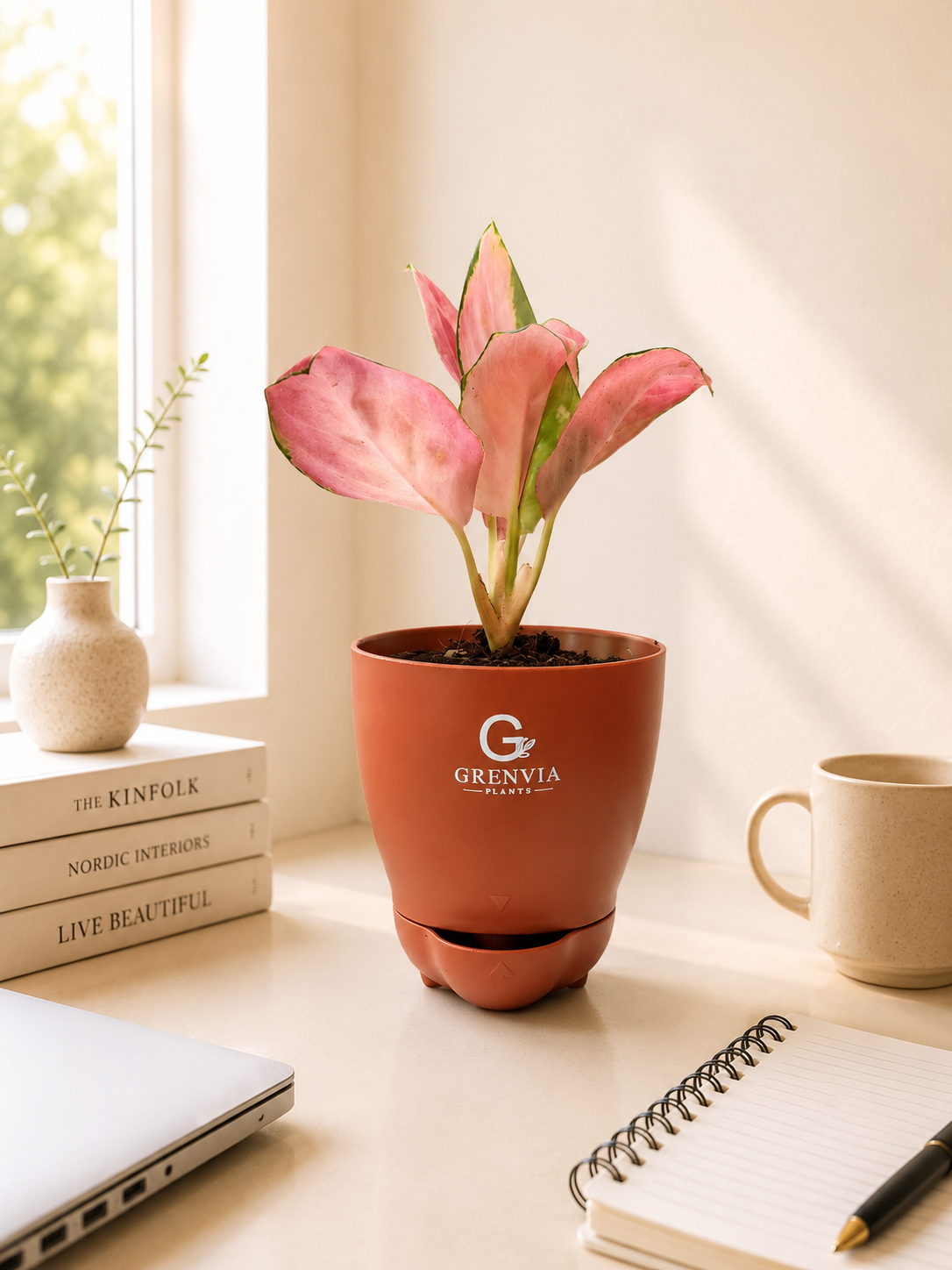 Pink Aglonema- Self Watering Planter