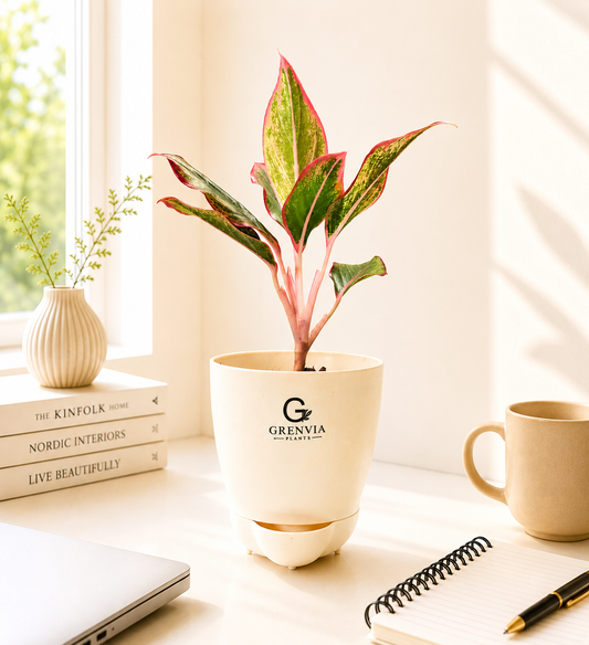 🌿 Aglaonema Pink lipstic in Self-Watering Plant