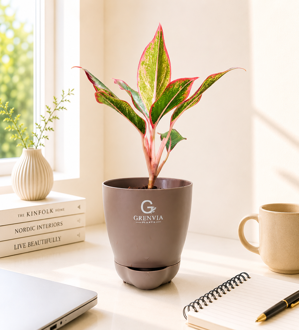 đż Aglaonema Pink lipstic in Self-Watering Plant