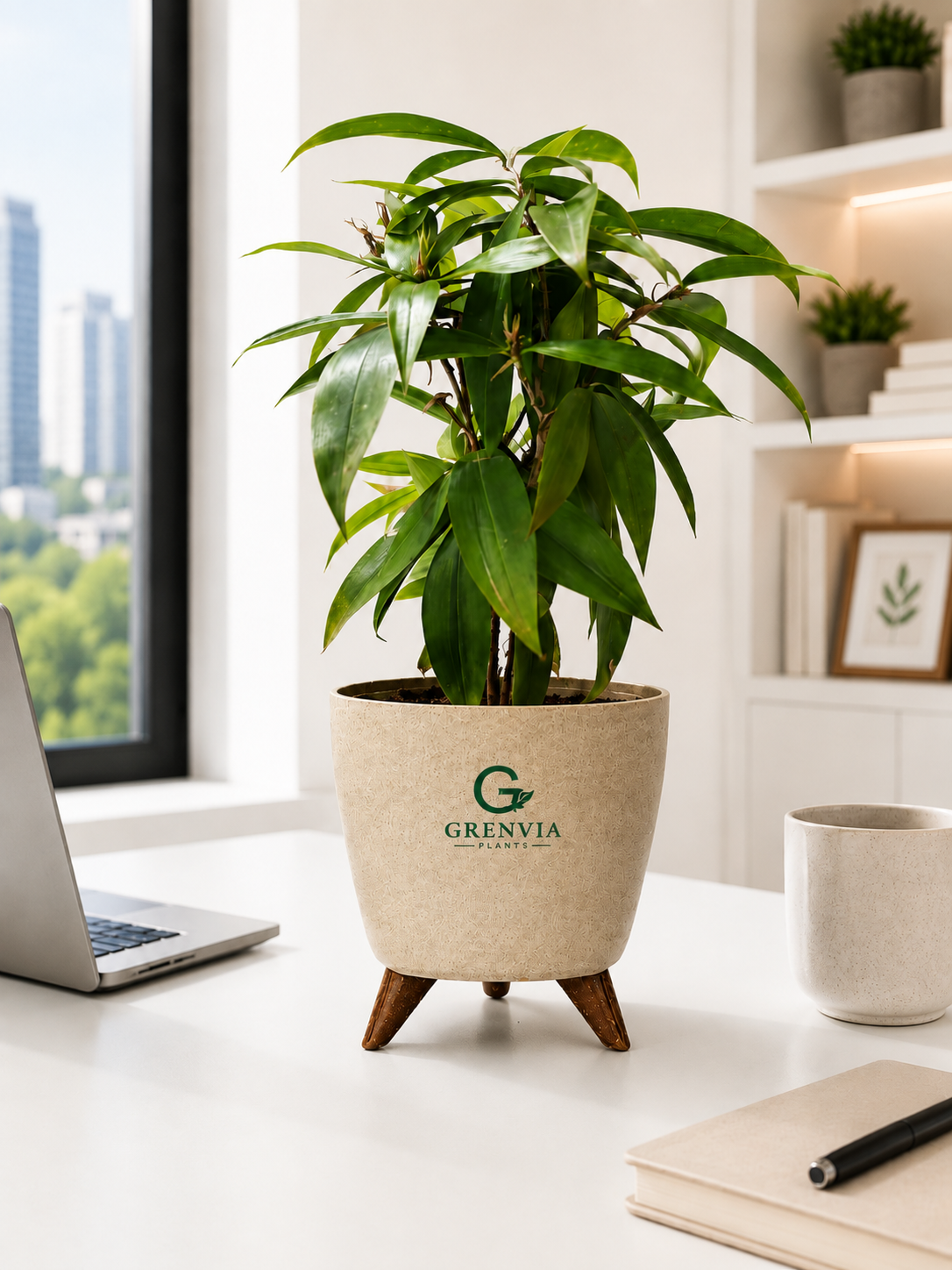 Dracaena Surculosa-spotted leaf plant-Tripod Stand Eco planter