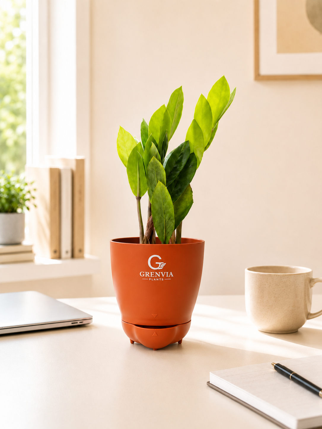 ZZ plant- Self watering planters