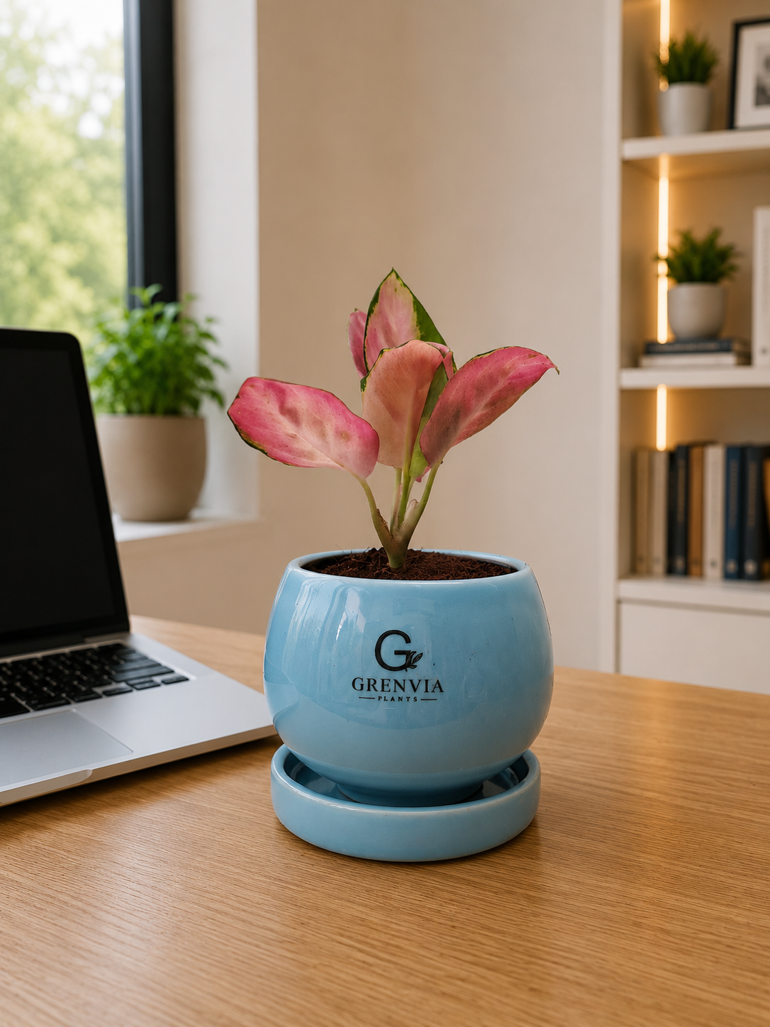 Aglaonema Pink Beauty Round Ceramic Planter