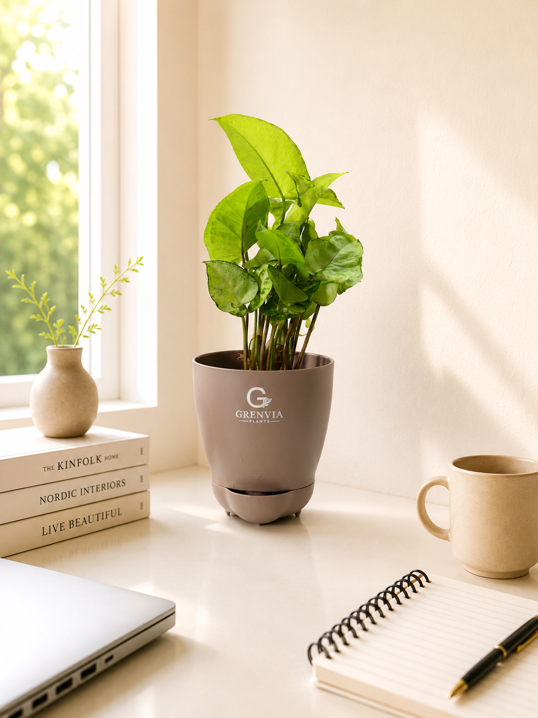 đż White Syngonium Self-Watering Plant