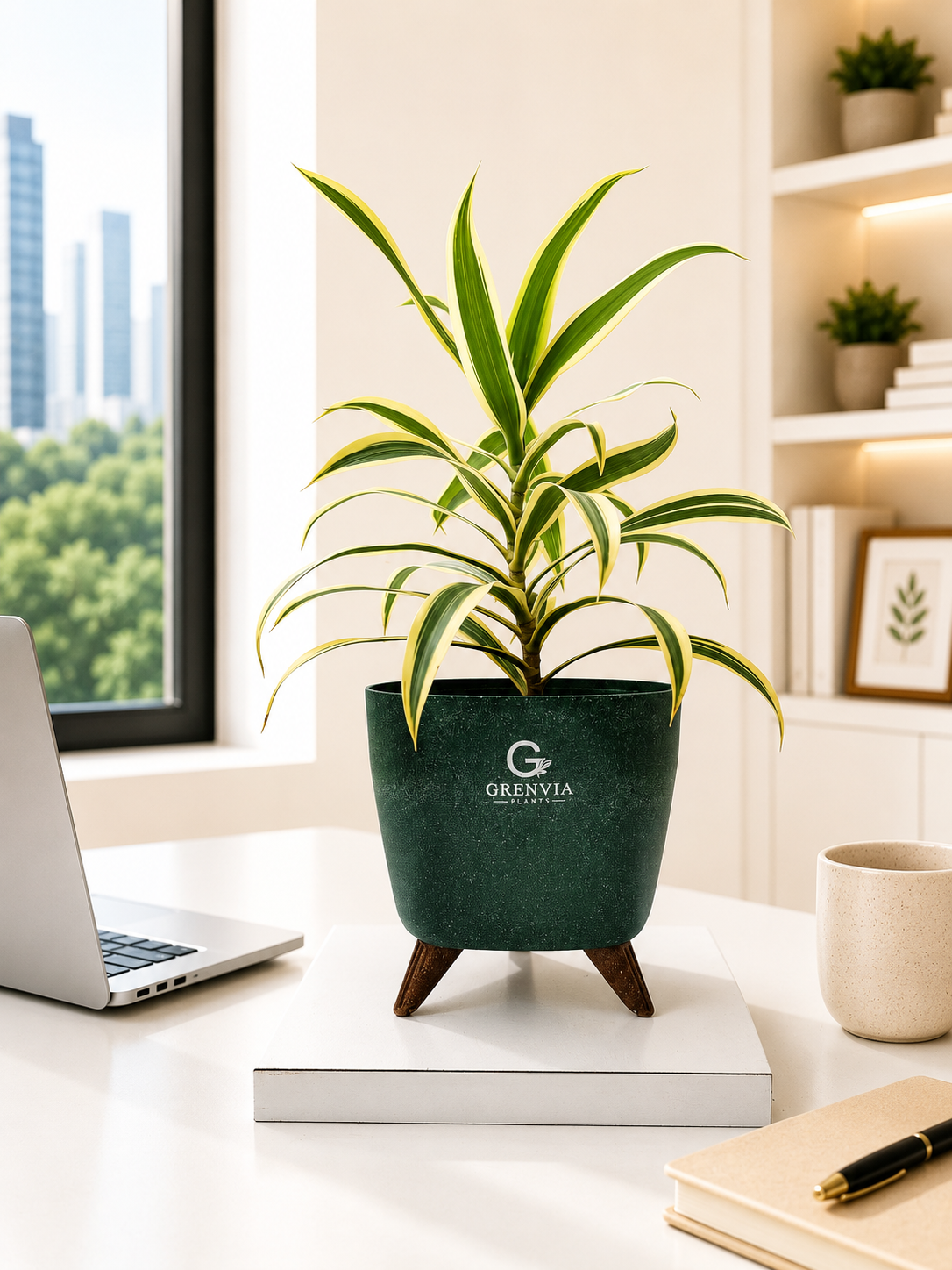 Dracaena Lemon Lime Plant-Tripod Stand Eco planter