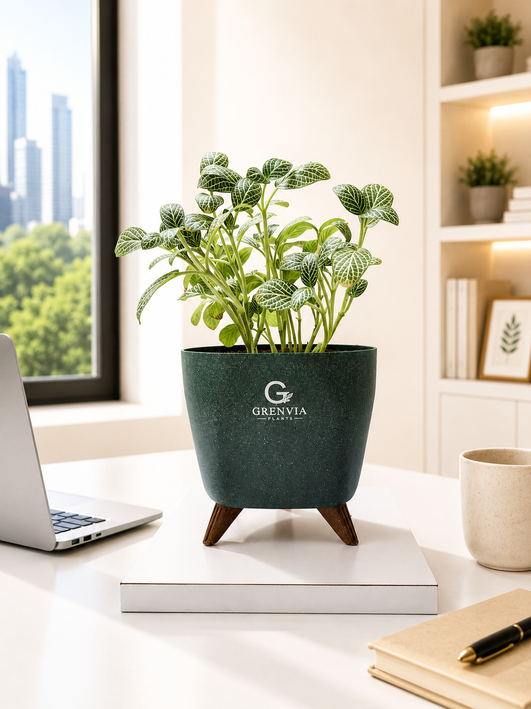 Fittonia Plant- Tripod Stand Eco planter