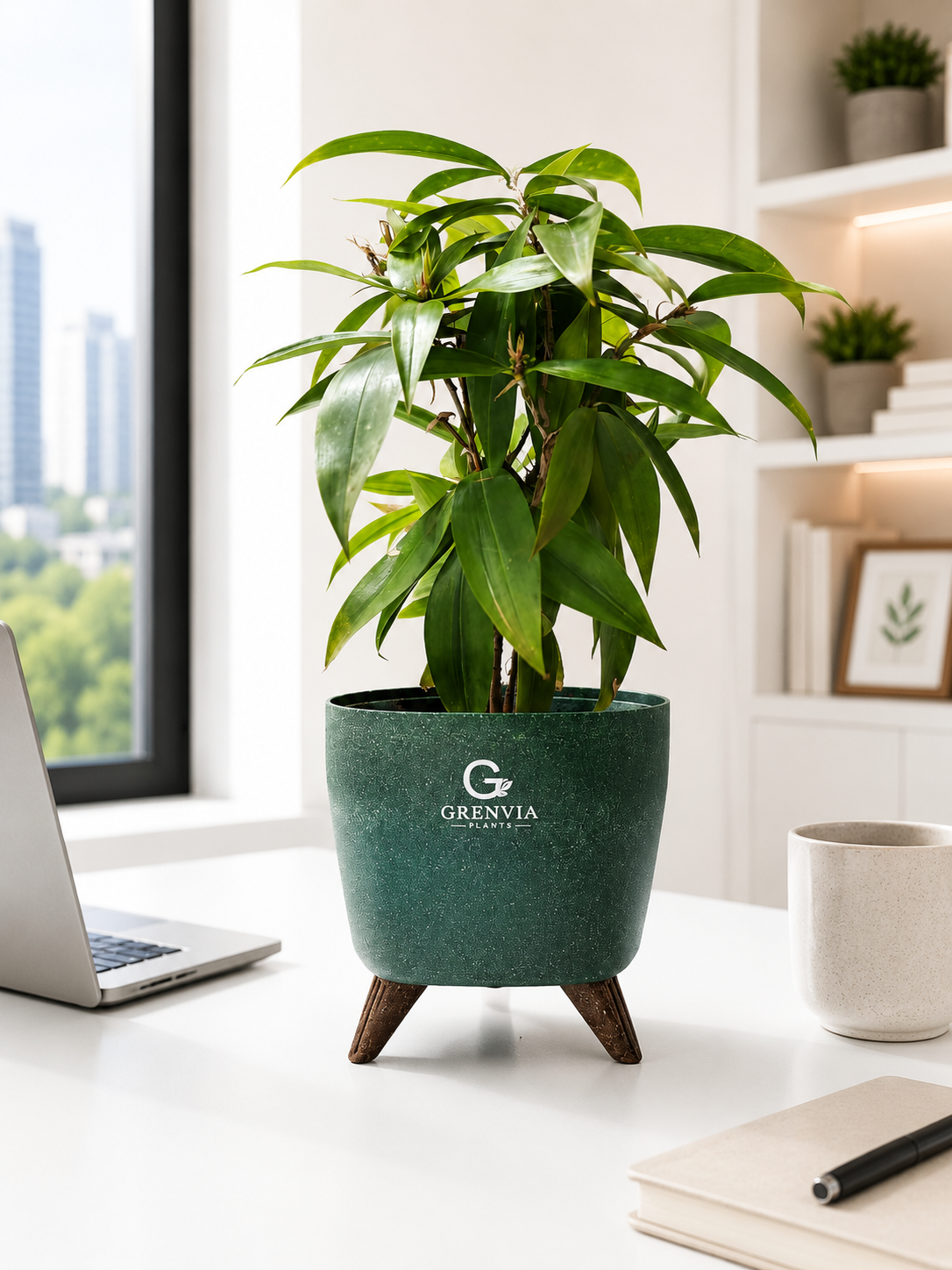 Dracaena Surculosa-spotted leaf plant-Tripod Stand Eco planter