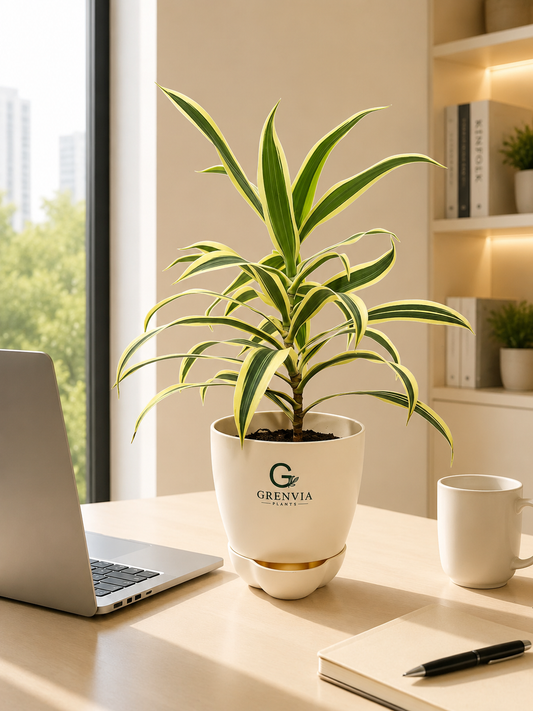 Dracaena Lemon Lime Plant- Self watering planter