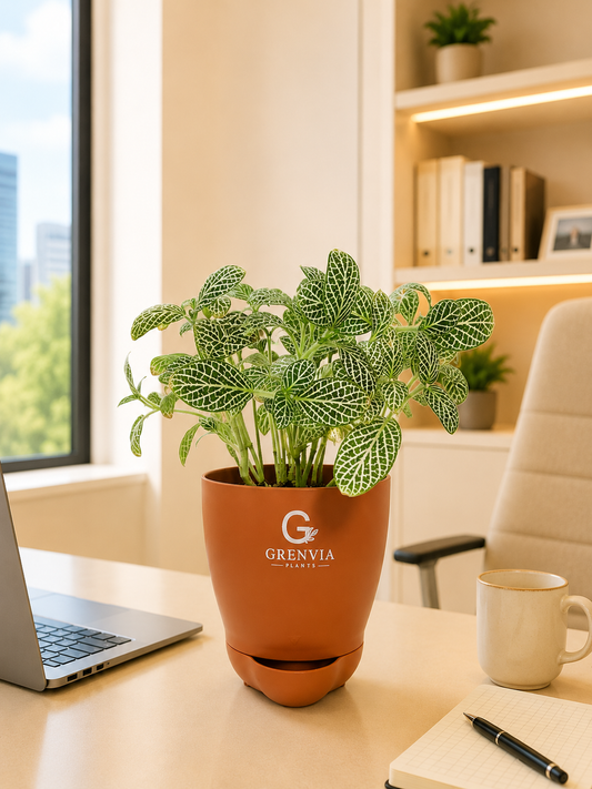 Fittonia Plant- Self watering planter