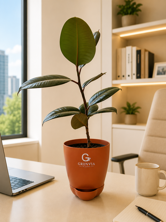 Rubber Plant- Self watering planter