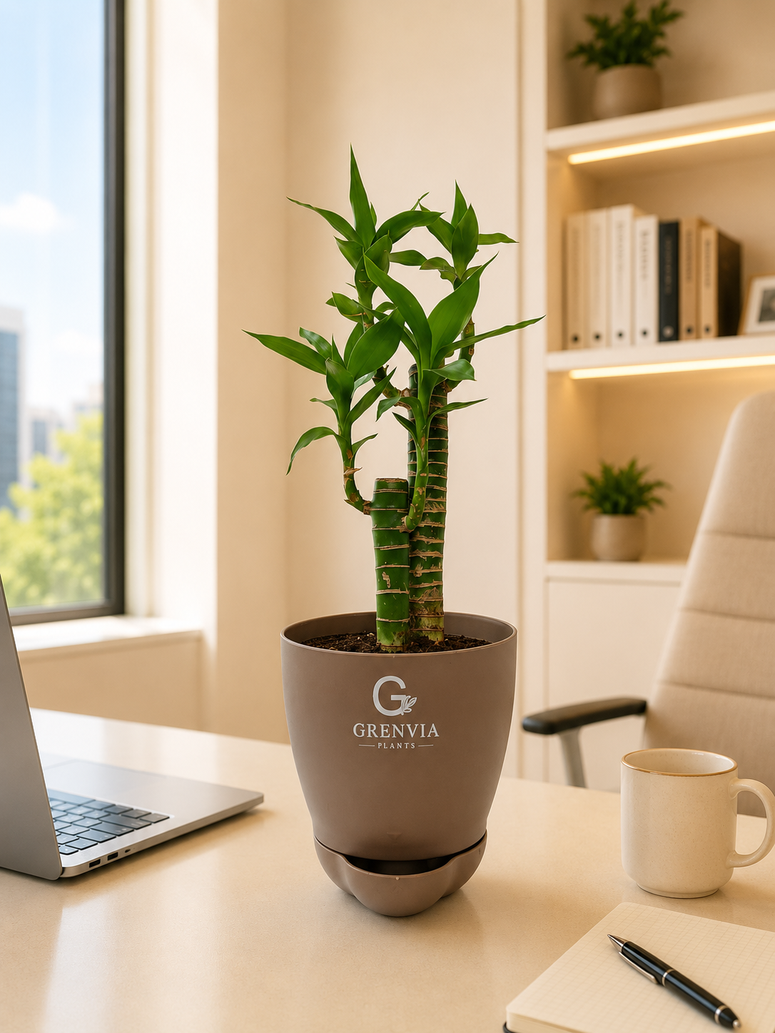 Lotus Bamboo plant- Self watering planter