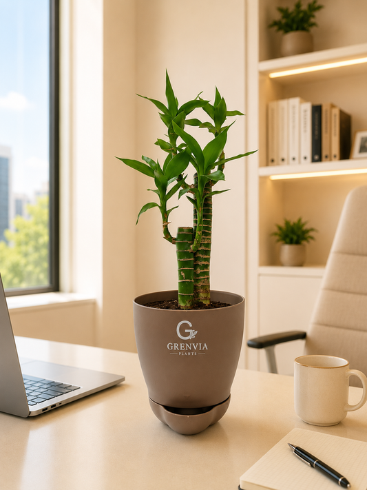 Lotus Bamboo plant- Self watering planter