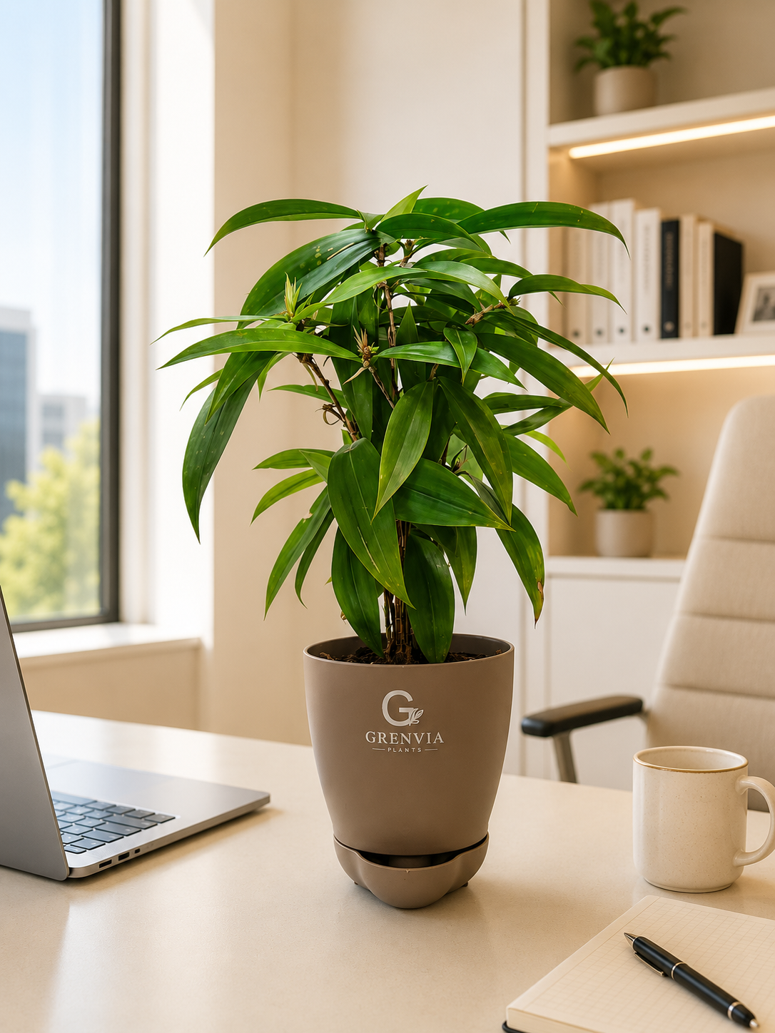 Dracaena Surculosa (spotted leaf-) Self watering planters