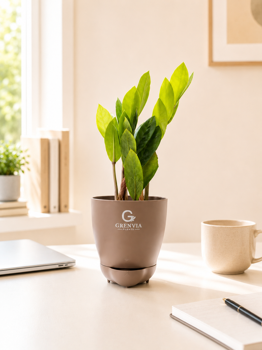 ZZ plant- Self watering planters