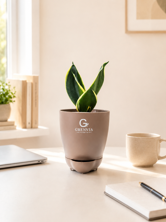 Snake Plant -Futura superba- Self watering planters