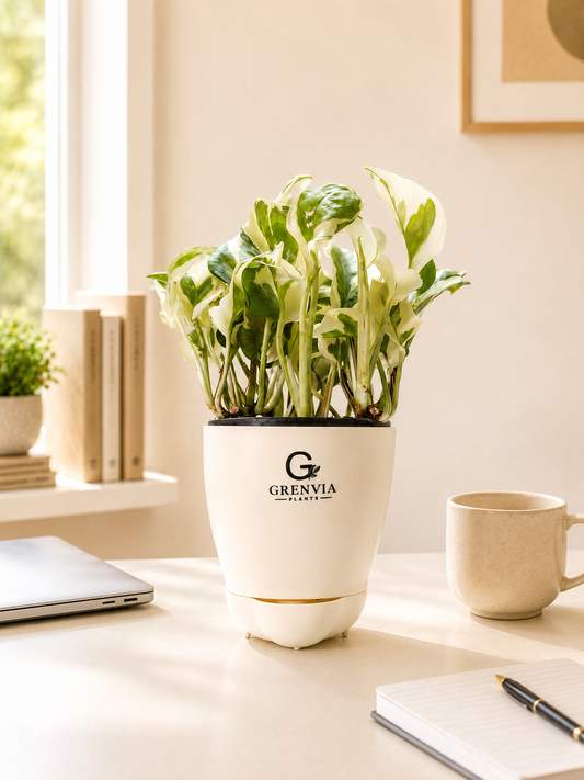 Marble  Queen Money Plant- Self watering planter