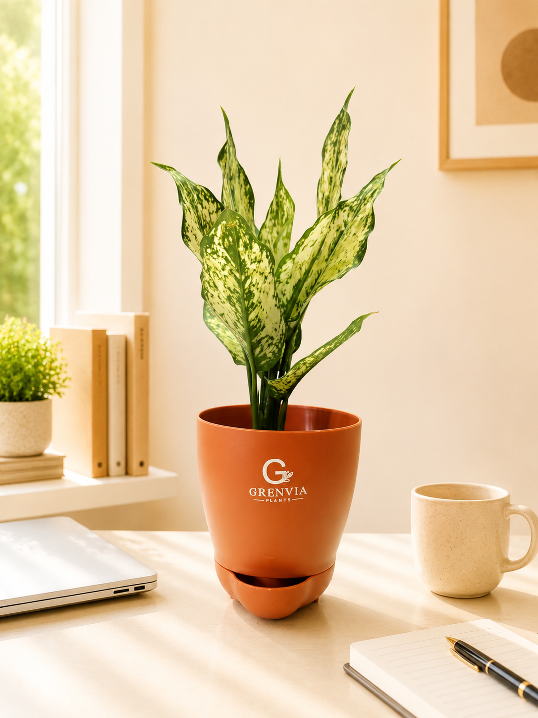 🌿  Aglaonema Snow White Self-Watering Plant