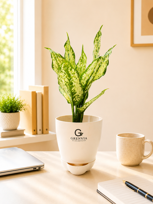 🌿  Aglaonema Snow White Self-Watering Plant