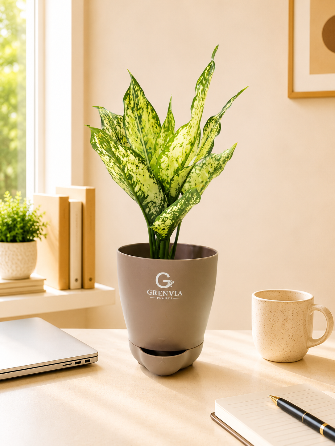 🌿  Aglaonema Snow White Self-Watering Plant
