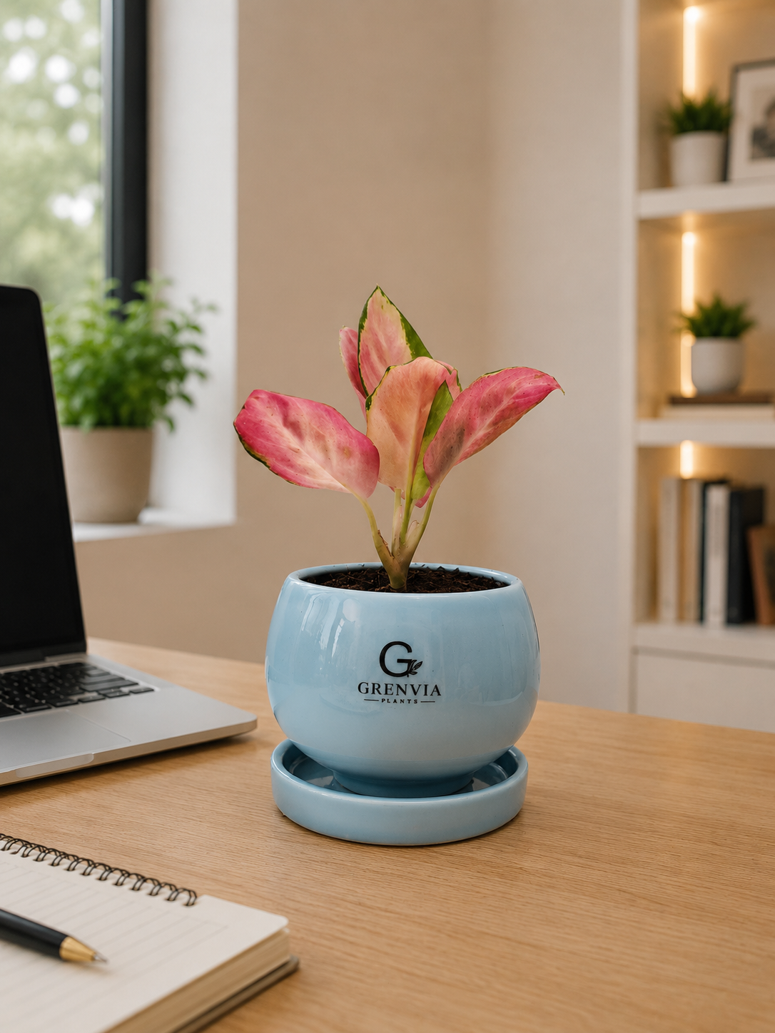 Aglaonema Pink Beauty Round Ceramic Planter