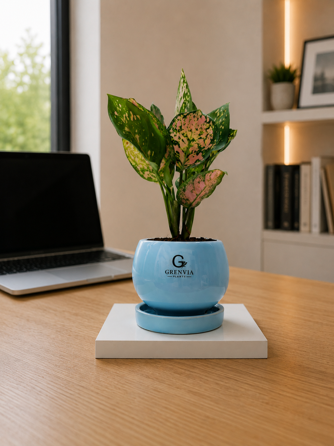 Aglonema Pink- Round Ceramic pot