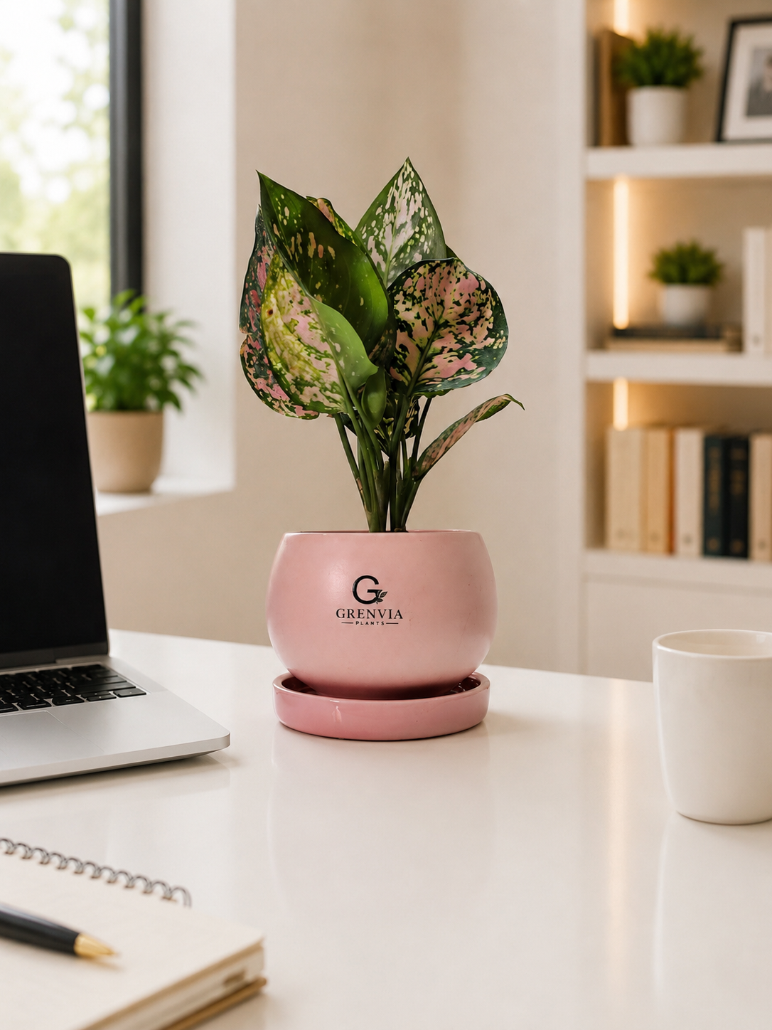 Aglonema Pink- Round Ceramic pot
