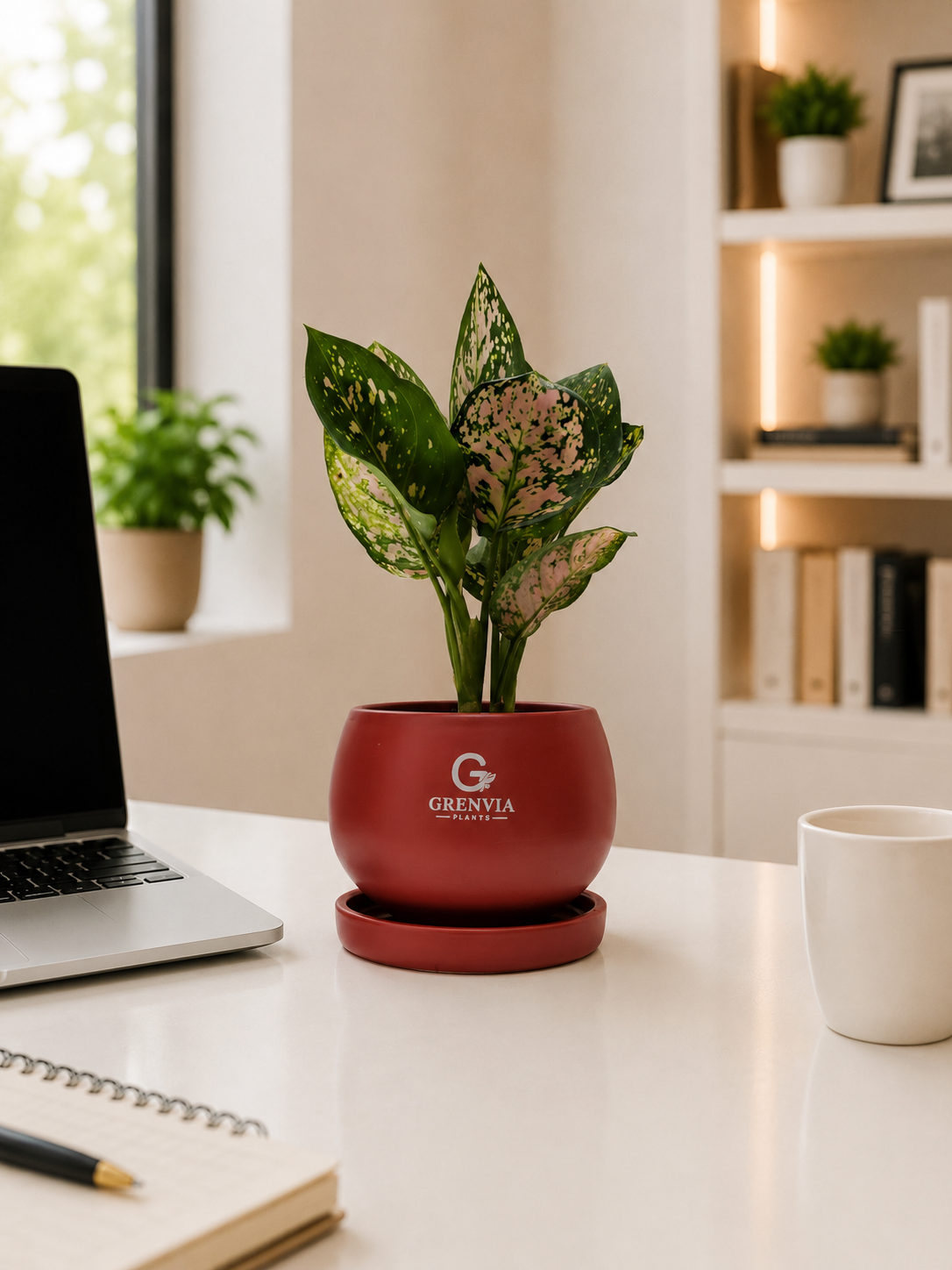 Aglonema Pink- Round Ceramic pot