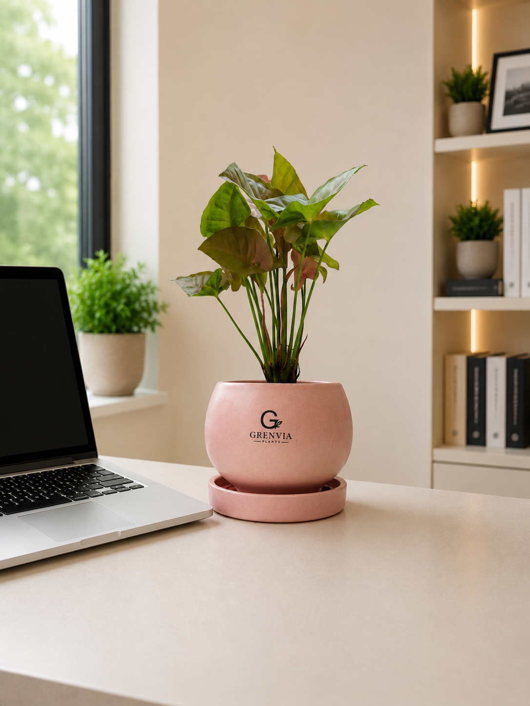 🌿 Pink Syngonium- Round Ceramic Planter