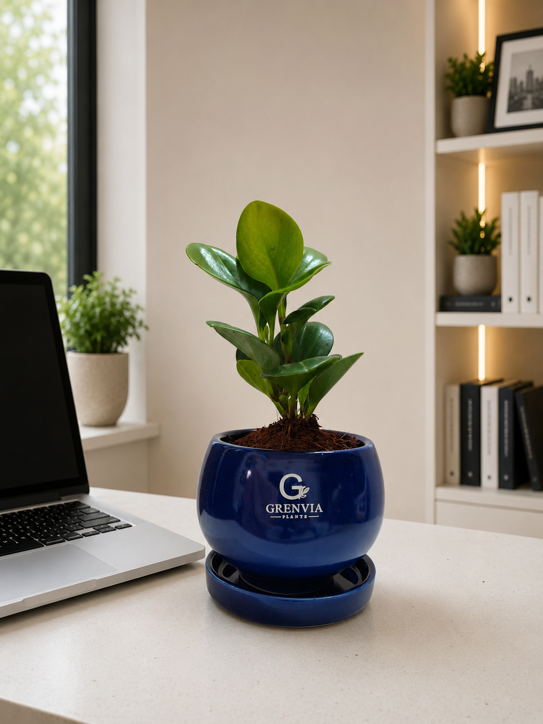 Peperomia-Green in Round ceramic planter