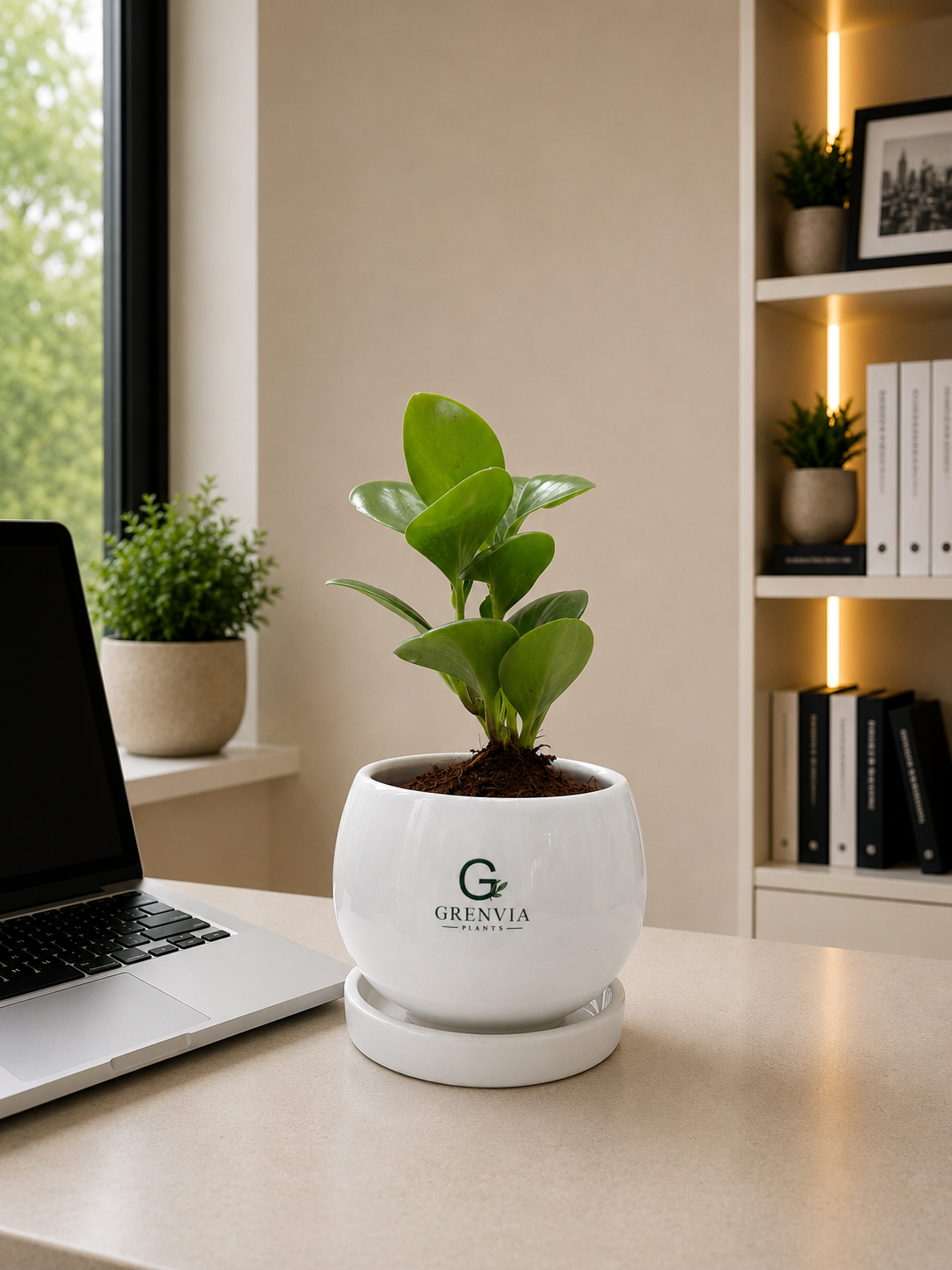 Peperomia-Green in Round ceramic planter