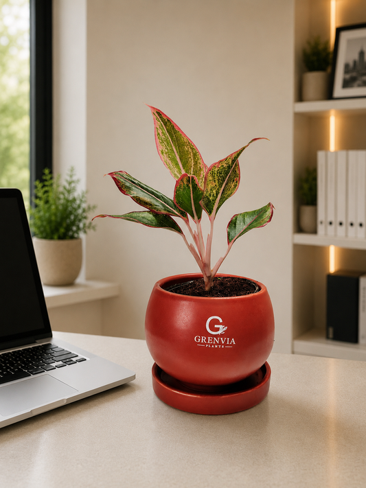 Aglonema Lipstic-Round ceramic planter