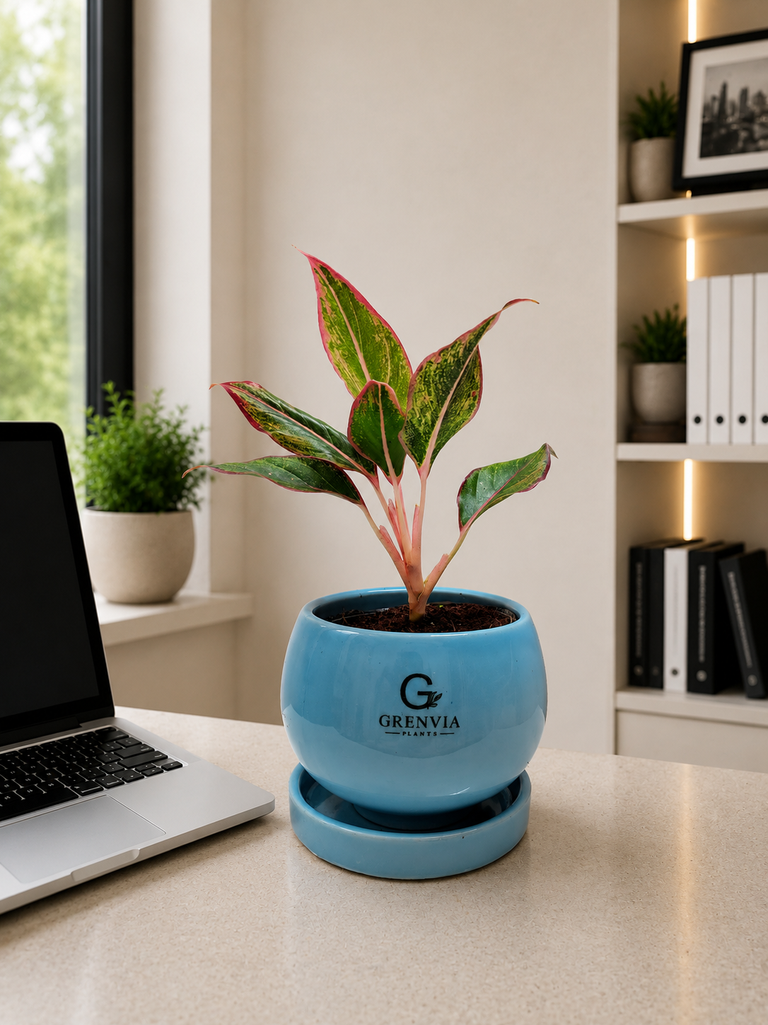 Aglonema Lipstic-Round ceramic planter