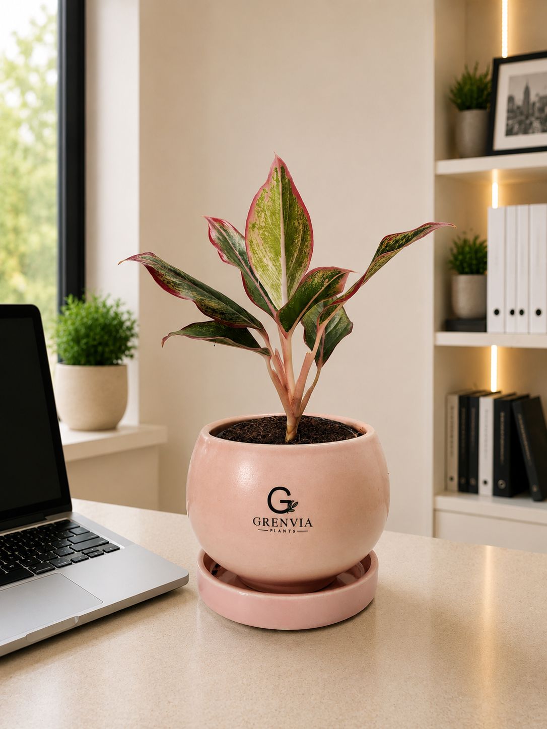 Aglonema Lipstic-Round ceramic planter