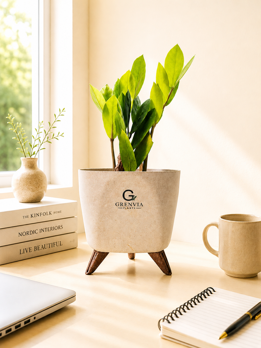 ZZ Plant – Tripod Collection