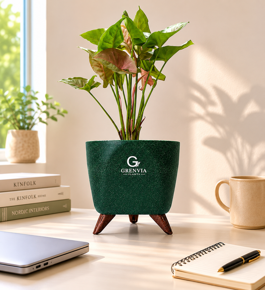 Pink Synghonium-Tripod Stand Eco Planter