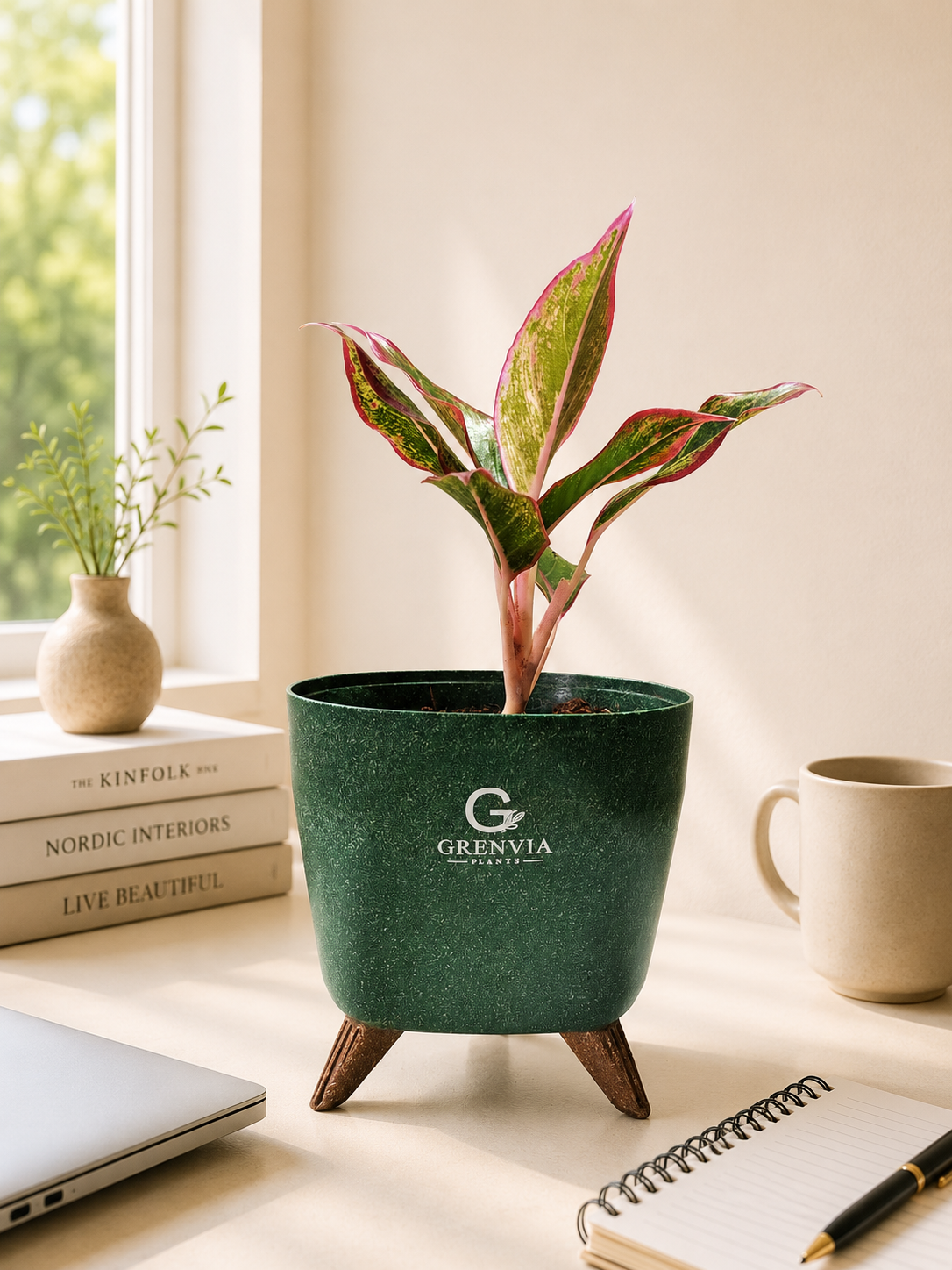 Aglonema Pink Lipstick- Tripod Stand Eco planter