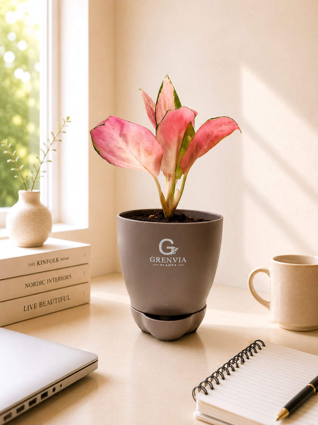 Pink Aglonema- Self Watering Planter