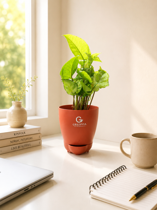 🌿 White Syngonium Self-Watering Plant