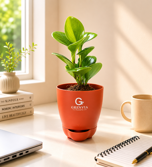 🌿 Peperomia Green Self-Watering Plant