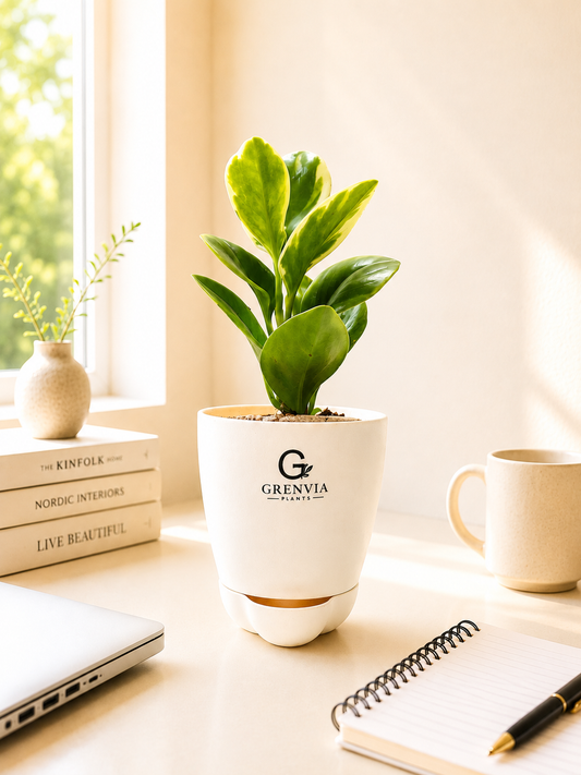 🌿 Peperomia Variegata in Grenvia  Self-Watering Plant