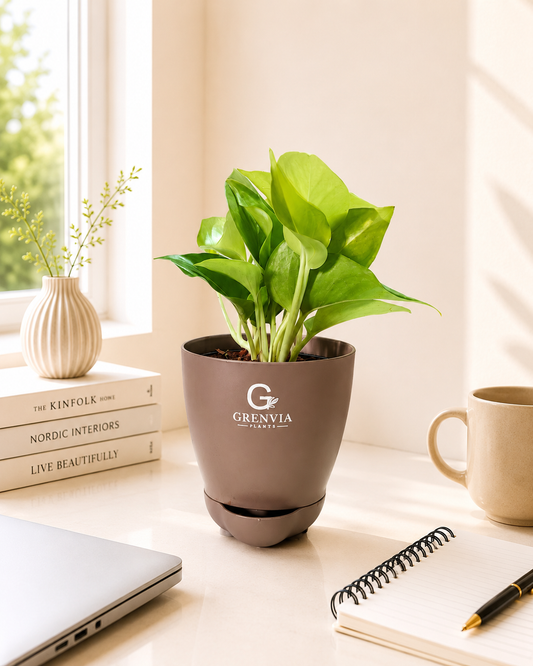 Money plant Golden- Self watering planters
