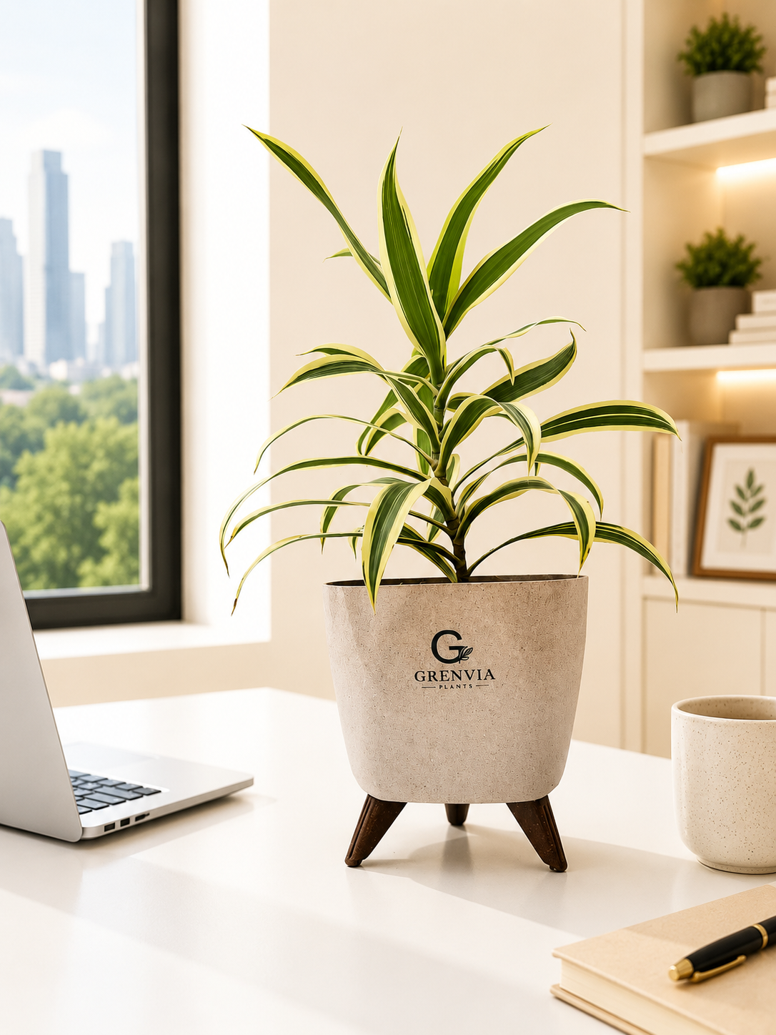 Dracaena Lemon Lime Plant-Tripod Stand Eco planter