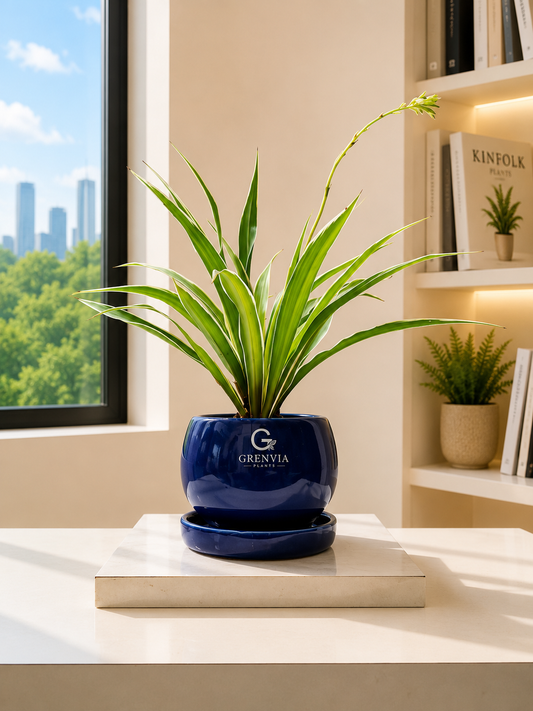 Spider Plant- Round  Ceramic Premium Planters