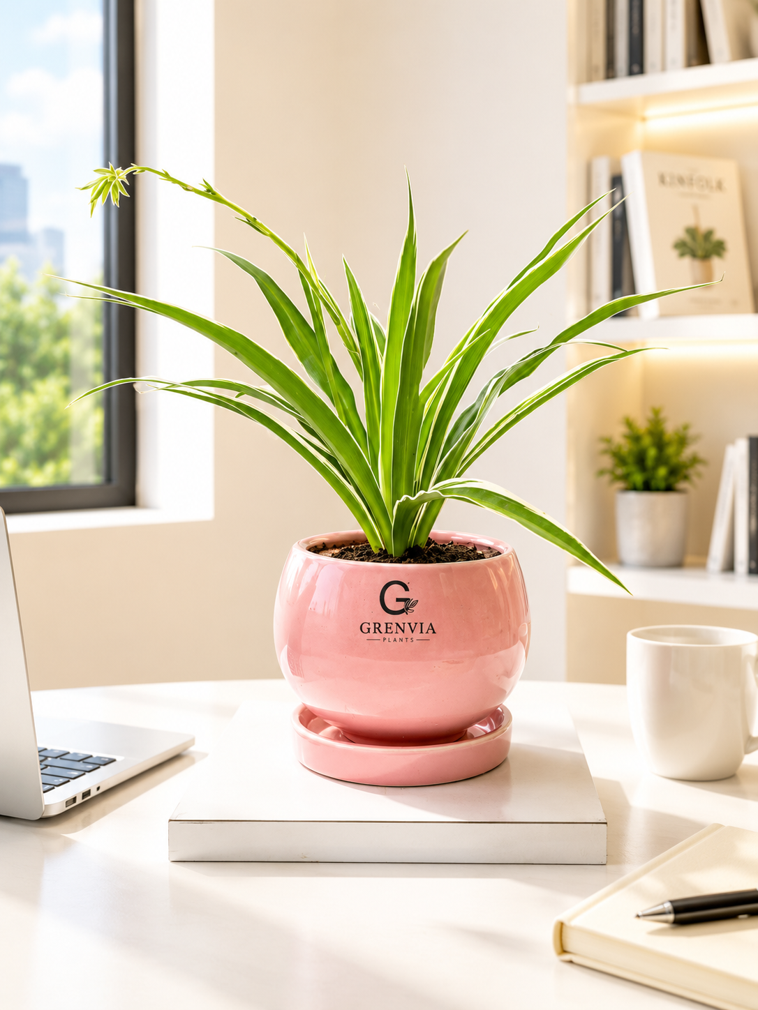 Spider Plant- Round  Ceramic Premium Planters