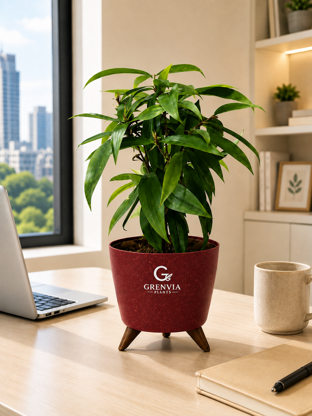 Dracaena Surculosa-spotted leaf plant-Tripod Stand Eco planter