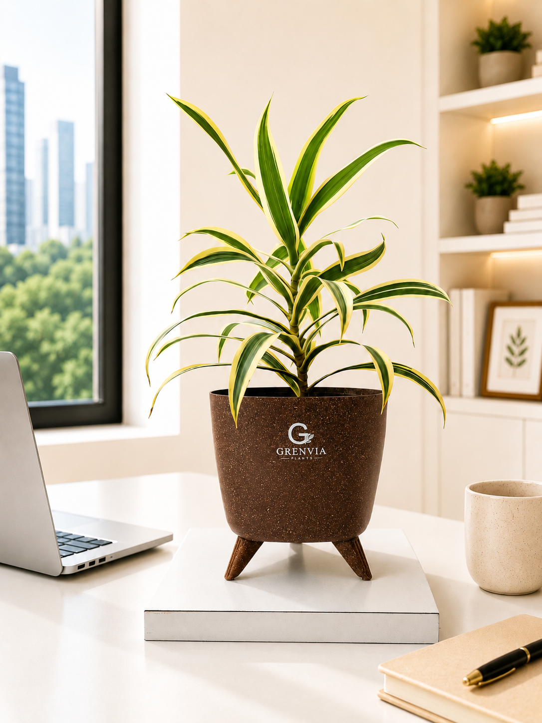 Dracaena Lemon Lime Plant-Tripod Stand Eco planter