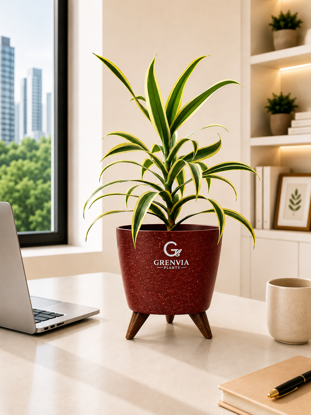 Dracaena Lemon Lime Plant-Tripod Stand Eco planter