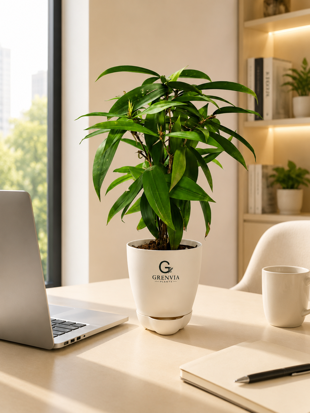Dracaena Surculosa (spotted leaf-) Self watering planters