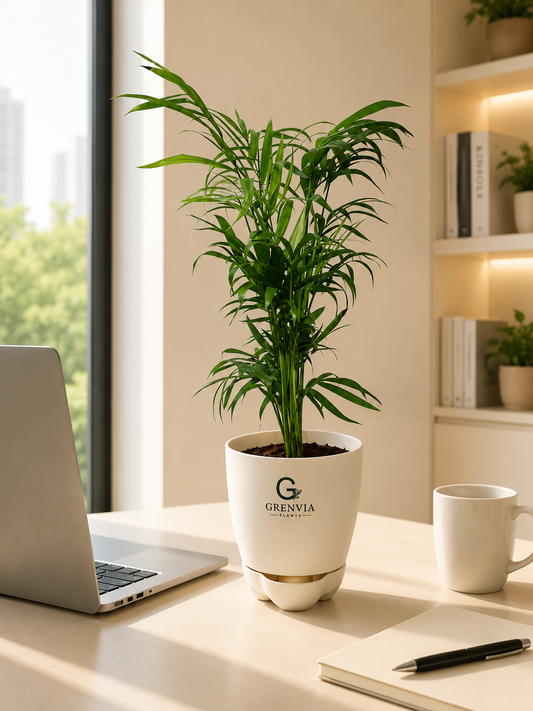 Areca Palm- Self watering planter